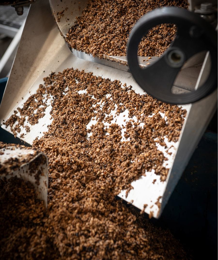 Spent grain coming out of the mash tun